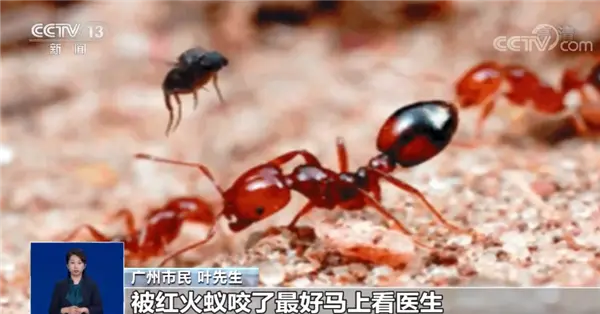 注意了 全球最危险的入侵物种红火蚁传播至12省435县市区