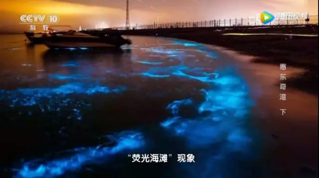 厦门筼筜湖畔出现蓝眼泪奇观，超浪漫！网友：蓝色大海的传说