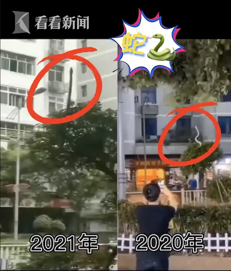 重庆同样天气同一地点连续两年有蛇“飞升” 网友：它在渡劫