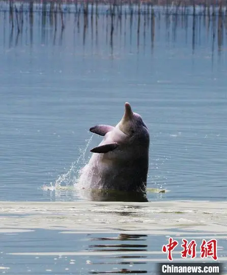 福建霞浦海域频现中华白海豚和珍稀鸟类