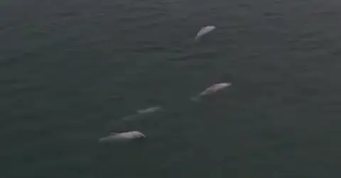 罕见！广东南澳岛现5只粉色海豚，画面太浪漫了