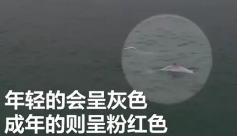 罕见！广东南澳岛现5只粉色海豚，画面太浪漫了