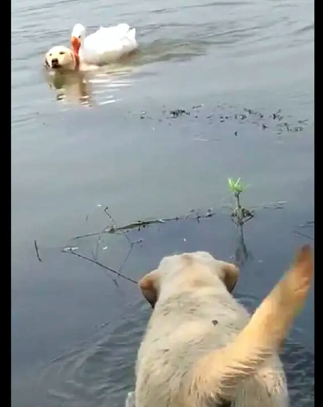 金毛看见湖里有只大鹅，马上下水游过去，后来被大鹅咬得马上逃走