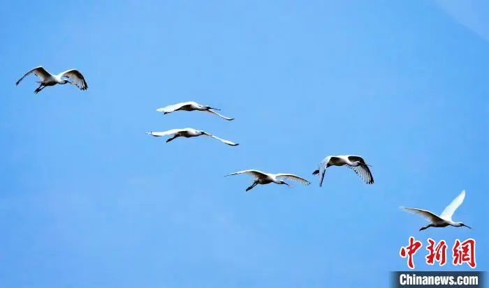 福建霞浦海域频现中华白海豚和珍稀鸟类