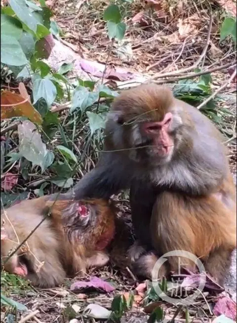 网友曝桂林七星公园猕猴遭捕杀，公园称系猴群内斗致伤