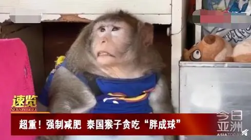 泰国猕猴“胖成球”引关注！网友评论亮了