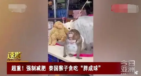 泰国猕猴“胖成球”引关注！网友评论亮了