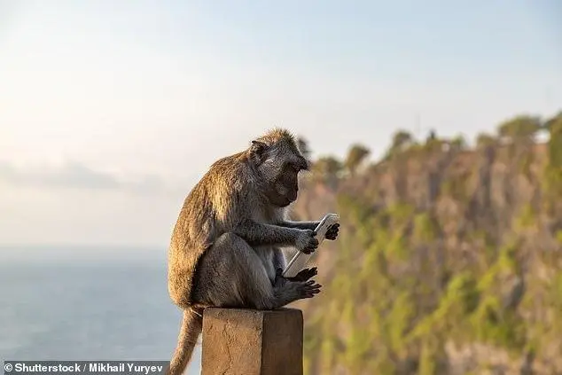未来的高智商猴子?巴厘岛猴子学会勒索,给足赎金才归还物品