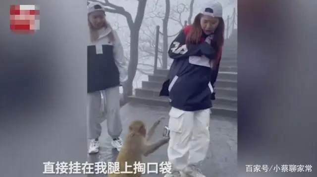 江苏连云港：女子去花果山旅游，结果被猴子搜身，连粉饼都被抢走