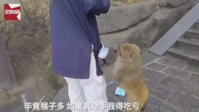 女子旅游被猴子强行搜身，连粉饼都抢了：如果真动手，我吃亏