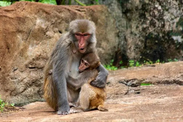 江苏连云港：女子去花果山旅游，结果被猴子搜身，连粉饼都被抢走
