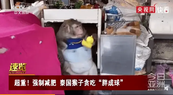 泰国一猕猴“胖成球”被强制减肥，网友哭笑不得：吃水果也长肉啊