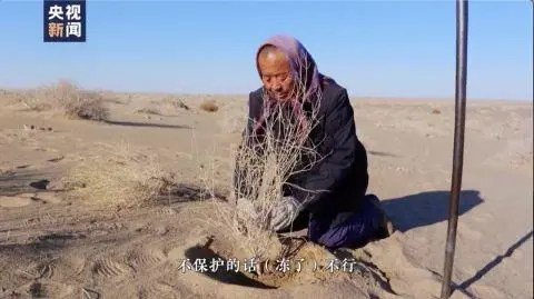 你在网上种梭梭树，他在戈壁沙漠种了18年