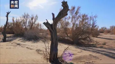 你在网上种梭梭树，他在戈壁沙漠种了18年