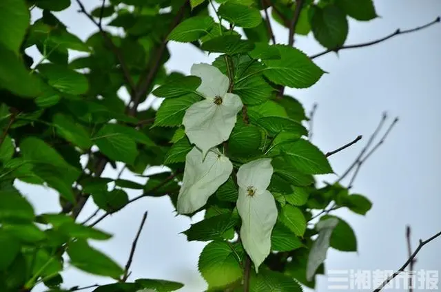 美呆了！“国宝植物”珙桐在长沙首次开花