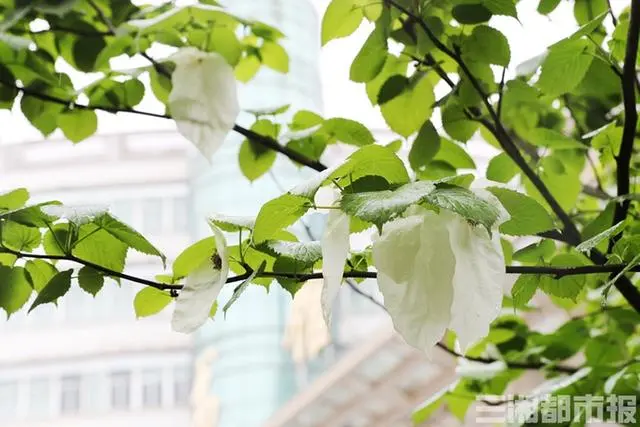 美呆了！“国宝植物”珙桐在长沙首次开花