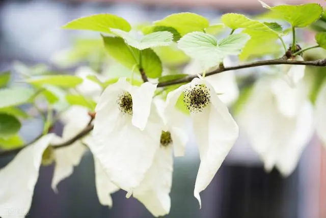 “植物中的大熊猫”珙桐在长沙首次开出“鸽子花”