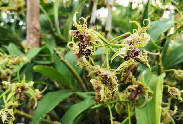 辰山植物园单株兰花花量500朵跨年绽放 华岩扇也首次开花