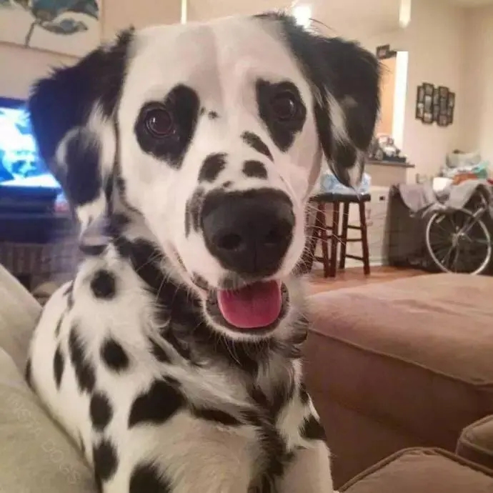 哇!这只萌宠狗狗就连眼睛都是爱你的形状!