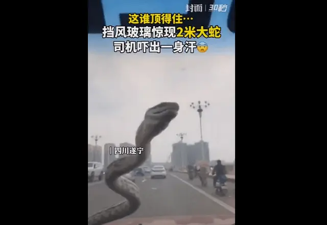 生猛！杭州司机一手抓蛇头，一手开车进了收费站：等下交钱，我先放个生