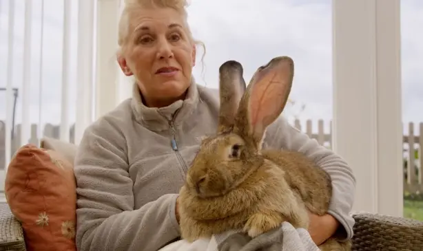 体长1.3米的世界最大兔子被偷，主人悬赏1000英镑寻兔