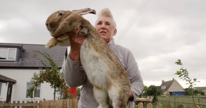 体长1.3米的世界最大兔子被偷，主人悬赏1000英镑寻兔