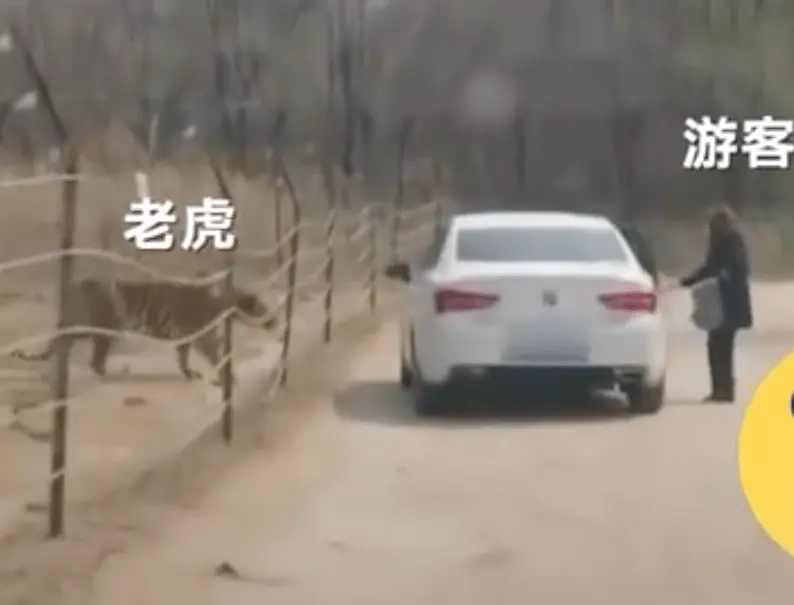 北京一女子擅自在动物园猛兽区下车，与老虎仅隔数米！园方回应