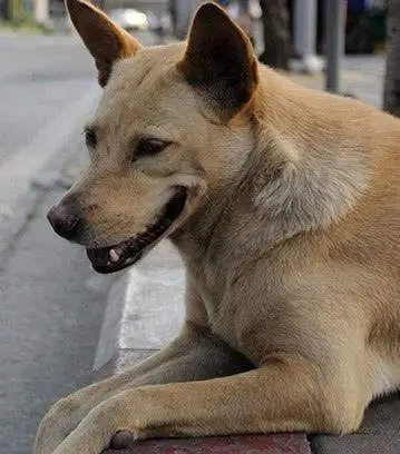 无家可归的狗狗四处寻觅食物,向路人讨要,温馨一幕在街头上演