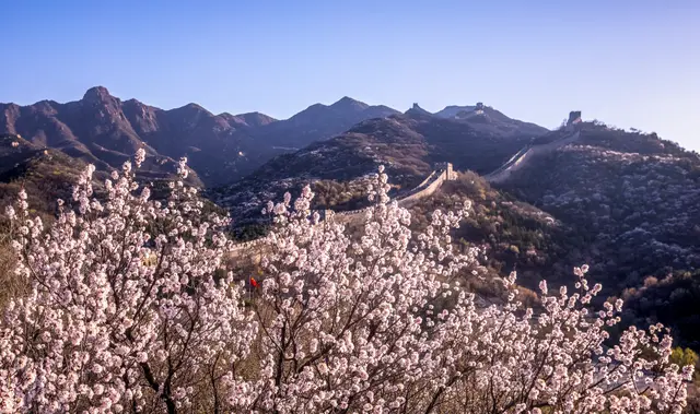 美图 | 八达岭长城内外，万亩杏花惊艳这个春