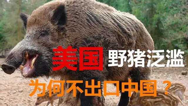 美国野猪泛滥成灾，每年经济损失十亿多美元，为何不出口中国？