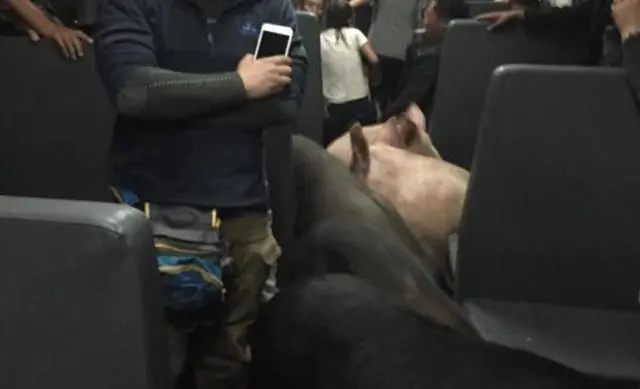 猪坐火车回家，引起社会热议，拍摄者道出真相引人心酸