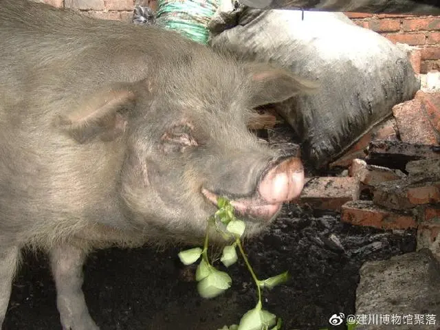 建川博物馆：“猪坚强”已入弥留