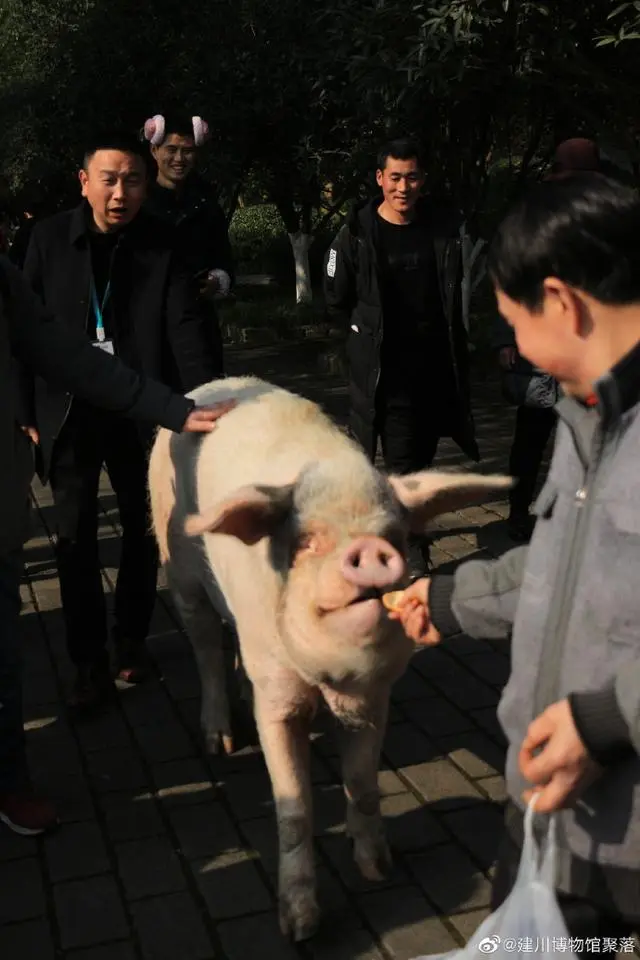 建川博物馆：“猪坚强”已入弥留