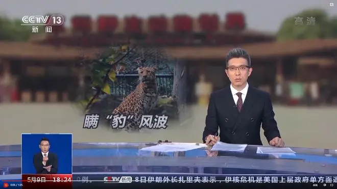 灵魂三问“豹子风波”，杭州野生动物世界不该又丢又瞒