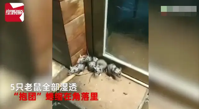 泉州5只老鼠遇暴雨，跑屋檐下避雨抱团求生！