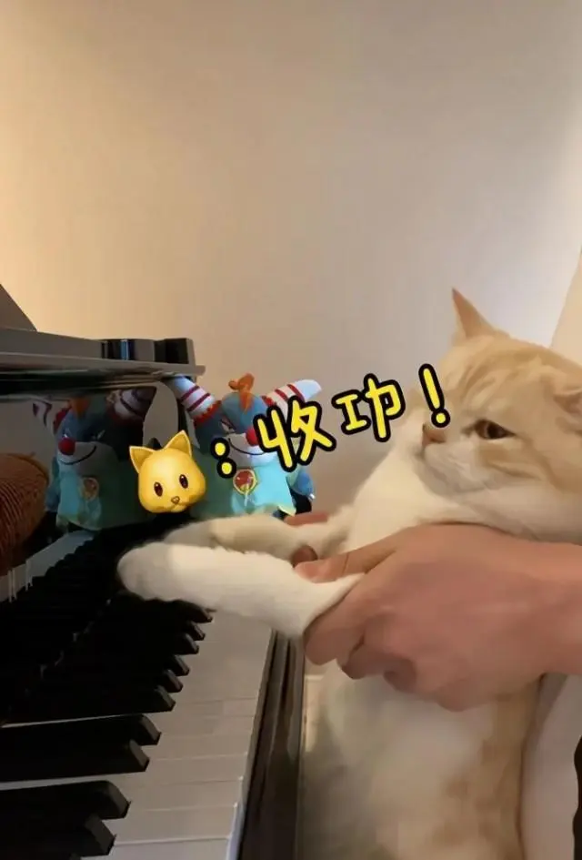 猫咪弹钢琴？杭州帅气男老师一段视频爆火！网友评论亮了