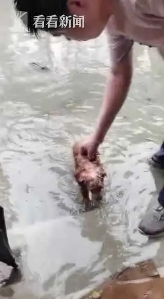 好心疼！暴雨后这只狗狗独自游到宠物医院求生