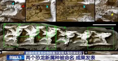 新疆哈密翼龙动物群首次发现大型恐龙化石 两个恐龙新属种被命名