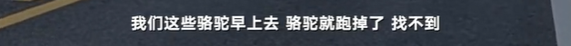 于月仙车祸中，被撞的骆驼主人发声：两峰骆驼都怀了崽子