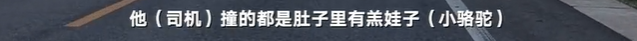 于月仙车祸中，被撞的骆驼主人发声：两峰骆驼都怀了崽子