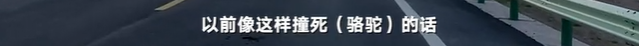 于月仙车祸中，被撞的骆驼主人发声：两峰骆驼都怀了崽子