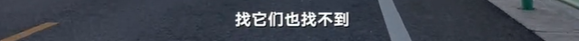 于月仙车祸中，被撞的骆驼主人发声：两峰骆驼都怀了崽子