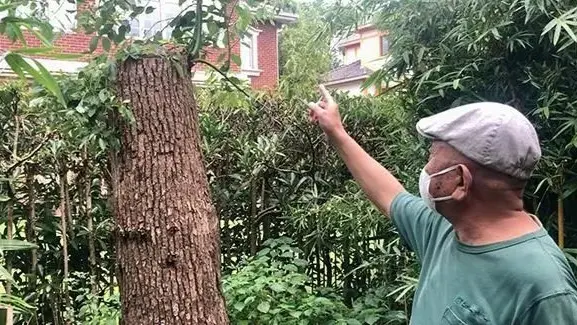 上海男子修剪自买的香樟树被罚14万 城管部门回应
