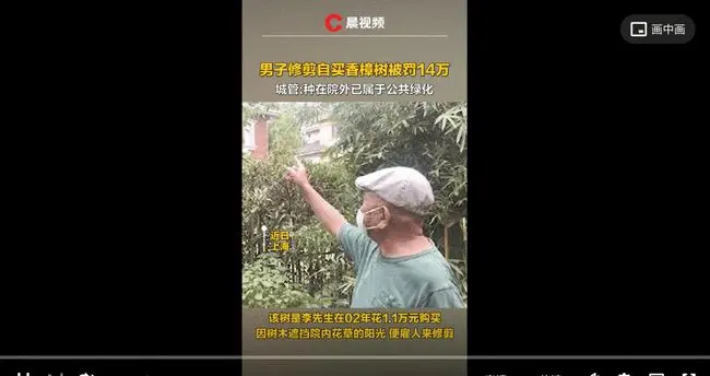 冲上热搜！一男子修剪自家买的树，被罚14万！城管部门回应