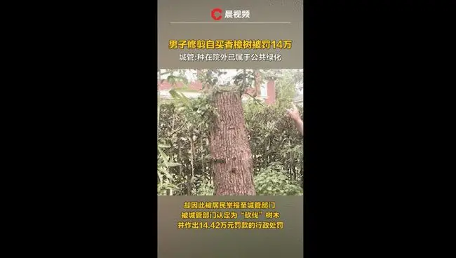 冲上热搜！一男子修剪自家买的树，被罚14万！城管部门回应