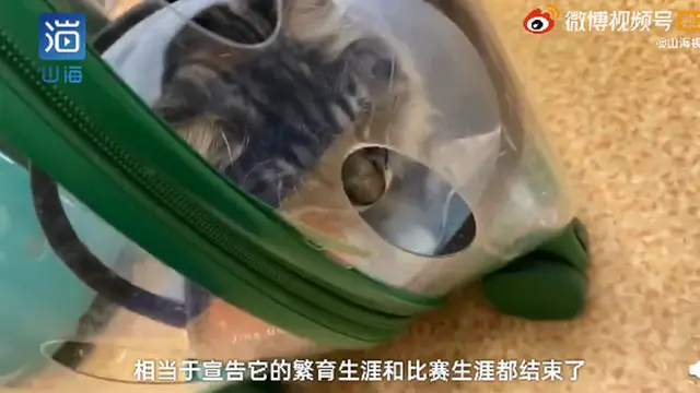 名贵猫王后代体检被误做绝育，主人崩溃！医院：不算医疗事故