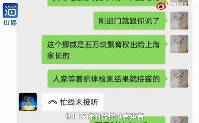 名贵猫王后代体检被误做绝育，主人崩溃！医院：不算医疗事故