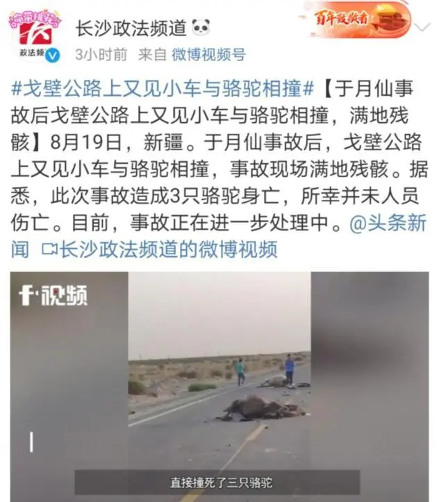 于月仙悲剧后戈壁又现车撞骆驼，车顶被撞飞，3只骆驼死亡！