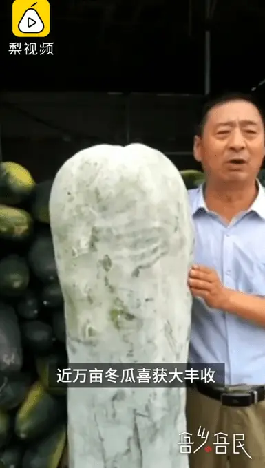 长1米4，河南农民种出181斤网红冬瓜！网友：这回不是矮冬瓜了