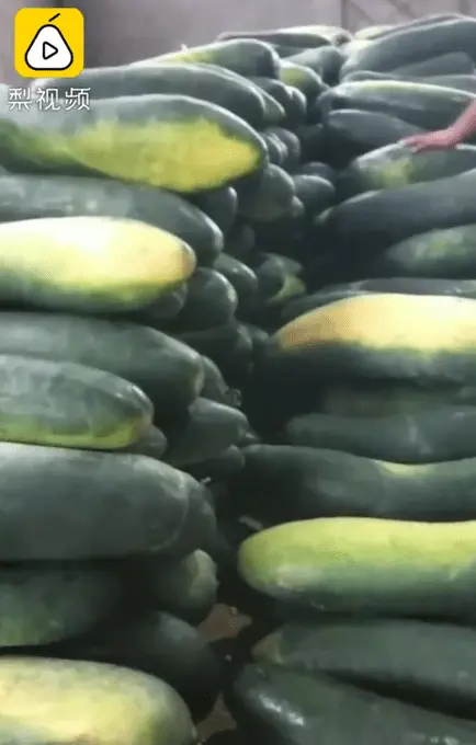长1米4，河南农民种出181斤网红冬瓜！网友：这回不是矮冬瓜了